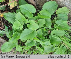 Doronicum columnae (omieg sercowaty)