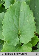 Doronicum columnae (omieg sercowaty)