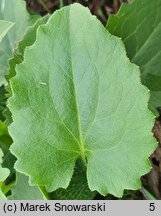 Doronicum columnae (omieg sercowaty)