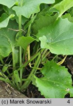 Doronicum columnae (omieg sercowaty)