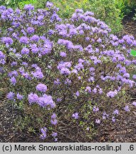Rhododendron hort. Gristede