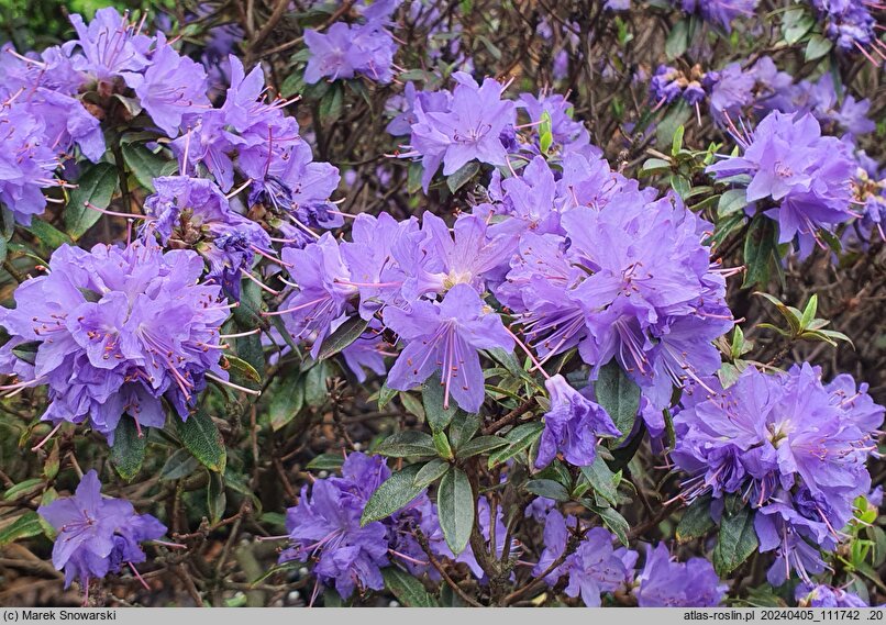 Rhododendron hort. Gristede