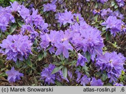 Rhododendron hort. Gristede