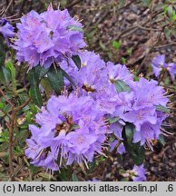 Rhododendron hort. Gristede
