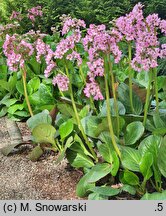 Bergenia Gesberg