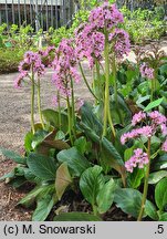Bergenia Gesberg