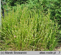 Carex caryophyllea The Beatles