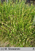 Carex caryophyllea The Beatles
