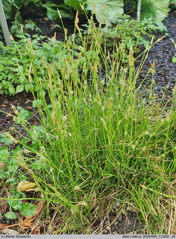 Carex caryophyllea The Beatles