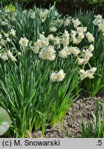 Narcissus Cheerfulness