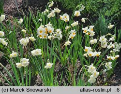 Narcissus Cheerfulness
