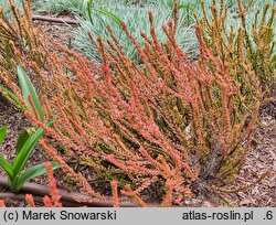 Calluna vulgaris Zoe