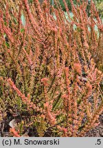 Calluna vulgaris Zoe