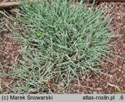 Arrhenatherum elatius Variegatum
