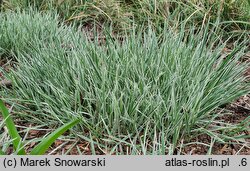 Arrhenatherum elatius Variegatum