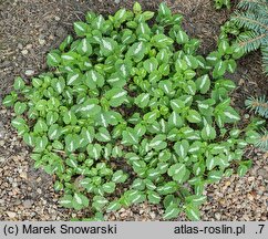 Lamium maculatum Beacon's Silver