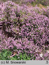 Calluna vulgaris Sascha