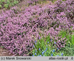 Calluna vulgaris Sascha