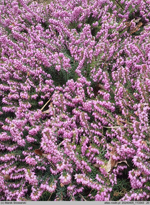 Calluna vulgaris Sascha