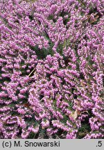Calluna vulgaris Sascha