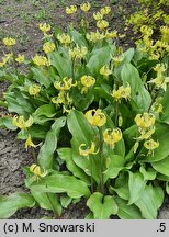 Erythronium Pagoda
