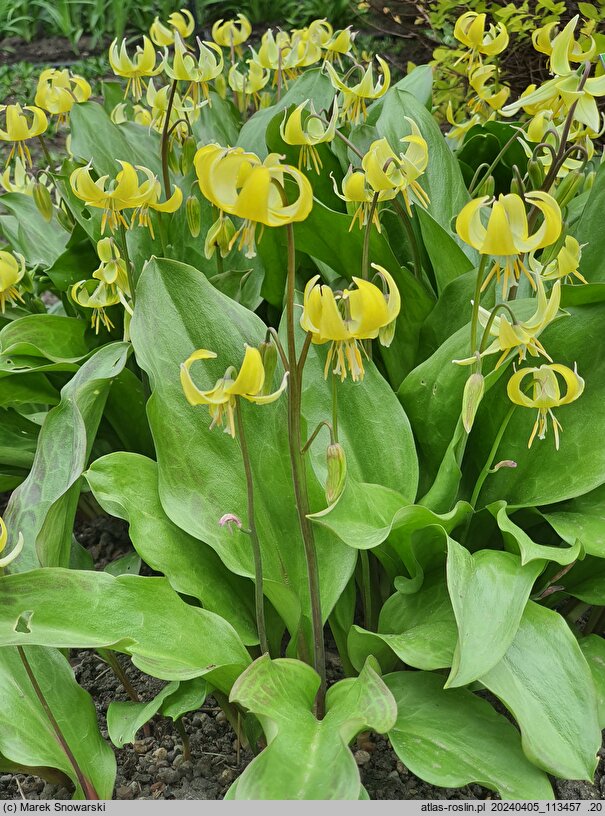 Erythronium Pagoda