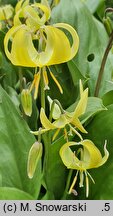 Erythronium Pagoda