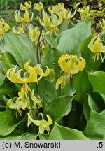 Erythronium Pagoda