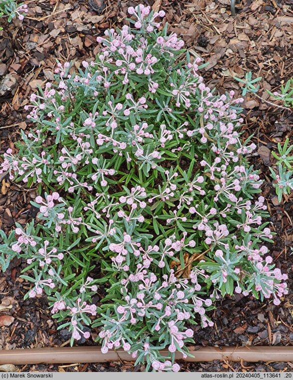 Andromeda polifolia Blue Ice
