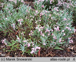 Andromeda polifolia Blue Ice