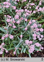 Andromeda polifolia Blue Ice