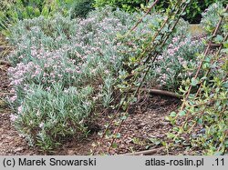 Andromeda polifolia Blue Ice