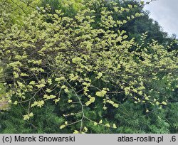 Ulmus parvifolia Geisha