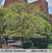 Ulmus parvifolia Geisha