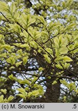 Ulmus parvifolia Geisha