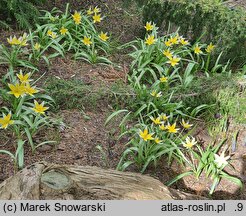Tulipa tarda (tulipan późny)