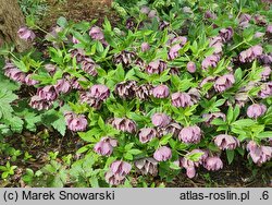 Helleborus ×hybridus Double Ellen Purple