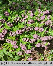 Helleborus ×hybridus Double Ellen Purple