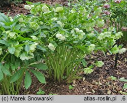 Helleborus ×hybridus Double Ellen White Spotted