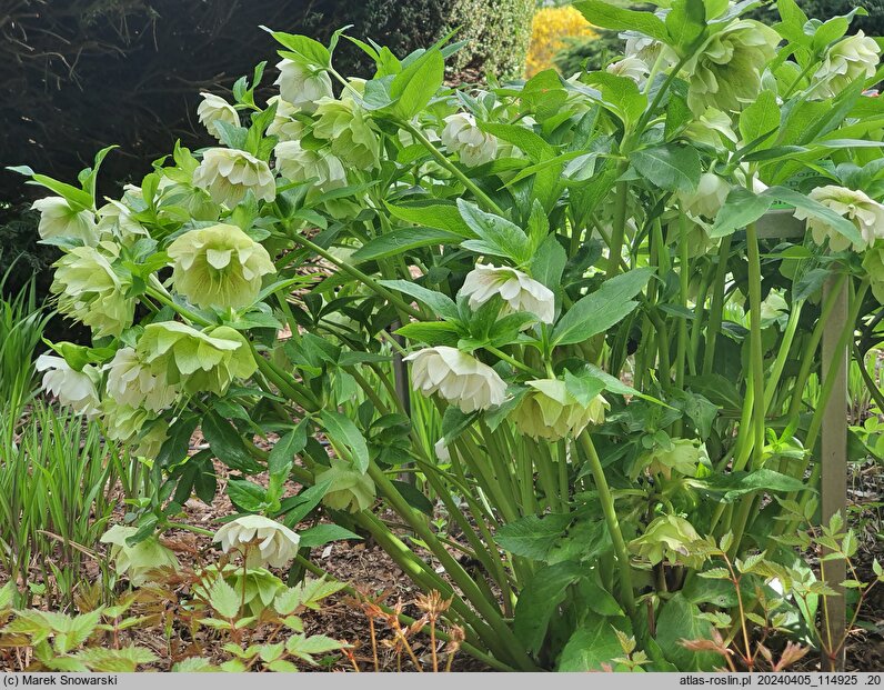 Helleborus ×hybridus Double Ellen White Spotted