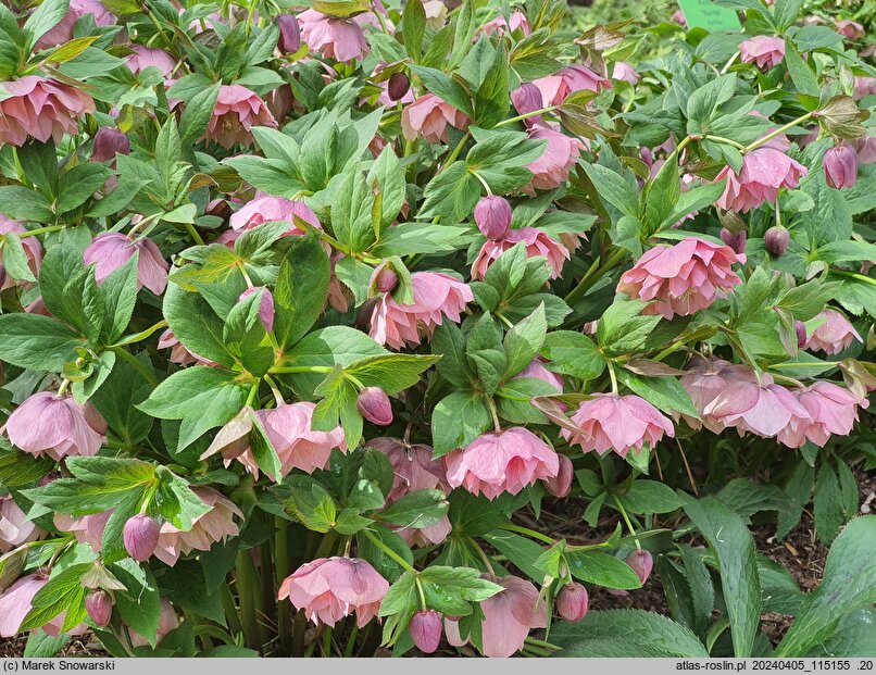 Helleborus ×hybridus Double Ellen Pink