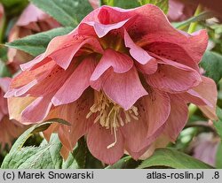 Helleborus ×hybridus Double Ellen Pink