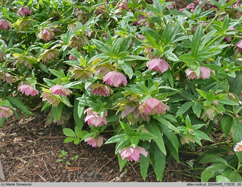 Helleborus ×hybridus Double Ellen Picotee