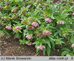 Helleborus ×hybridus Double Ellen Picotee