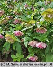 Helleborus ×hybridus Double Ellen Picotee