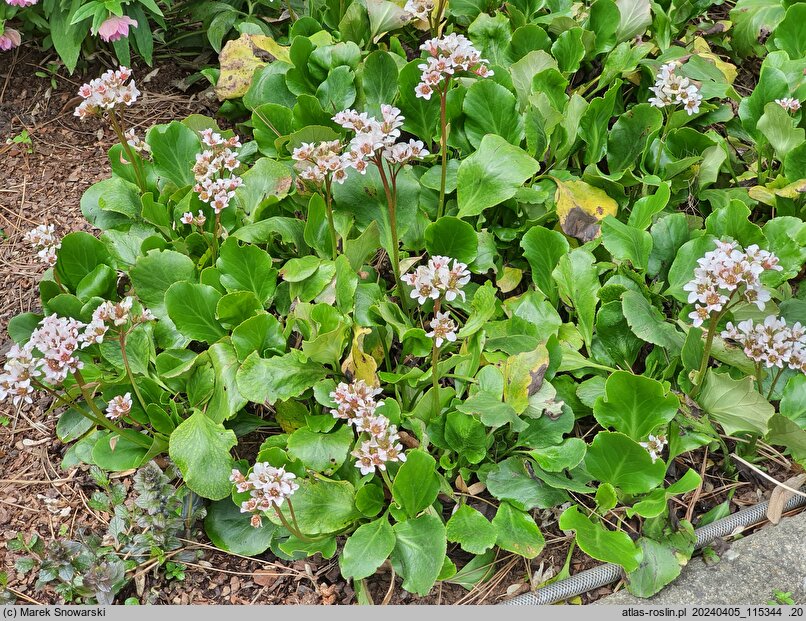 Bergenia Herbstblüte