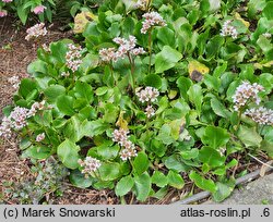 Bergenia Herbstblüte