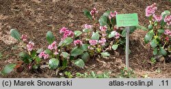 Bergenia Pink Dragonfly