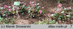 Bergenia Pink Dragonfly