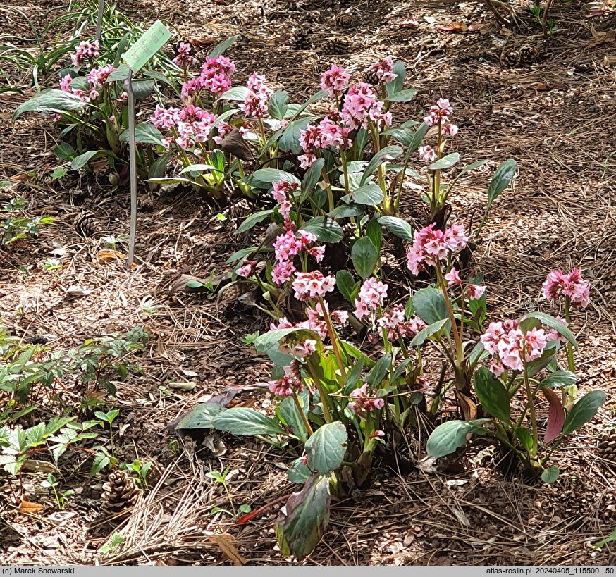 Bergenia Pink Dragonfly